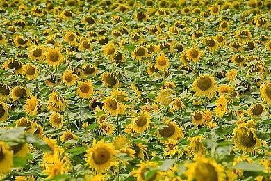 全新预告 《星之卡比：飞天骑士》11月登陆Switch2